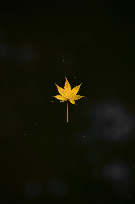 Earth in Autumn