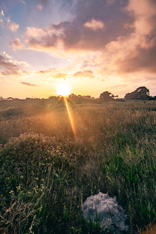 Wetlands Sunset