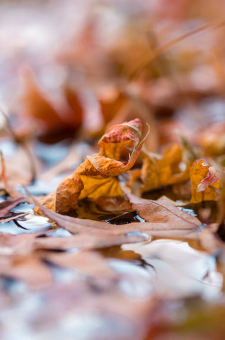 Praying Leaf