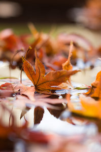 Autumn's Reflection