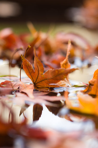 Autumn's Reflection