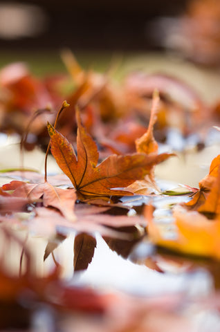 Autumn's Reflection