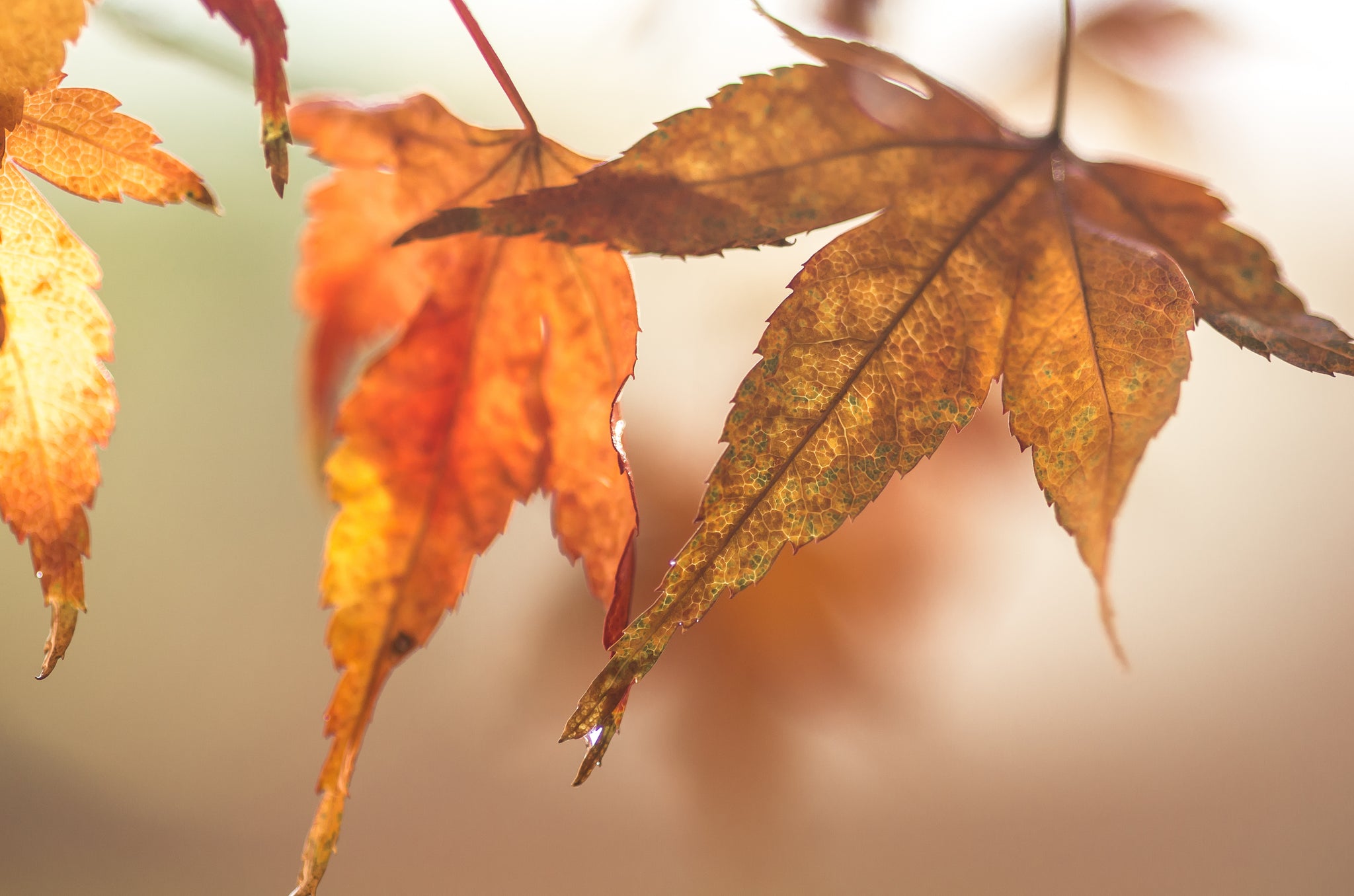 Autumn Love