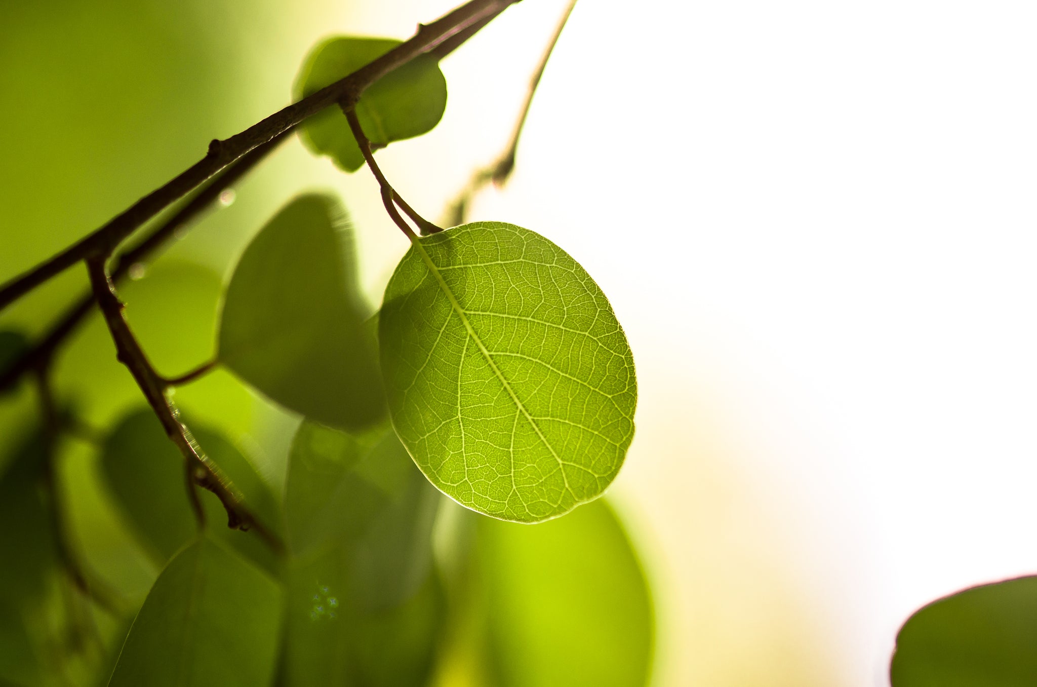 Translucent