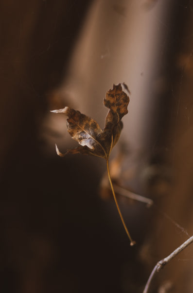 Dancer