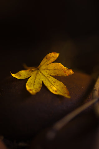 Autumn Glow