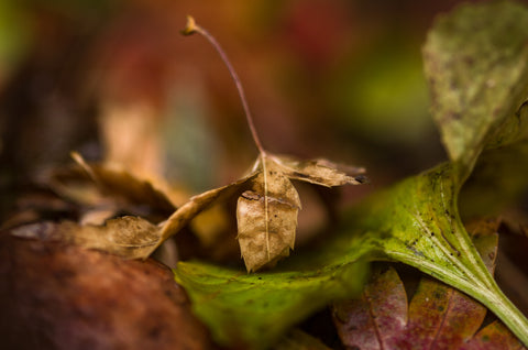 Autumn's Touch