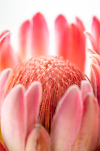 Protea Blossom