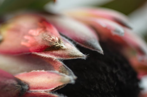 Protea Close Up