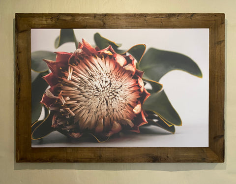 Protea Royalty - Framed